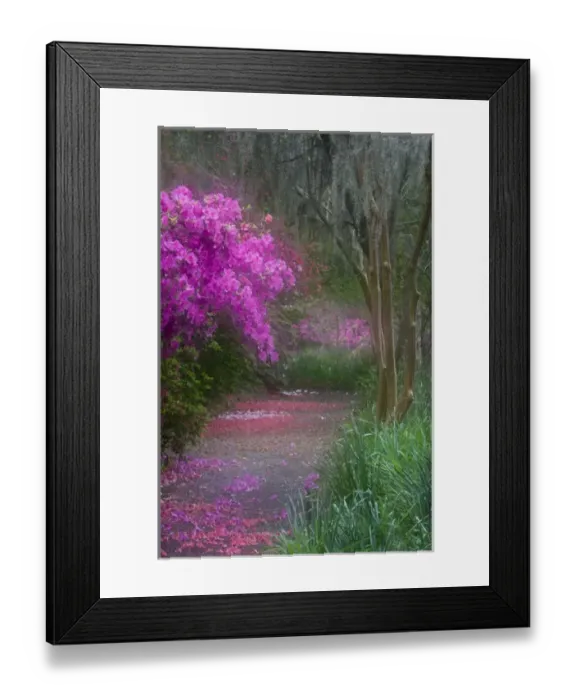 Framed Print : USA, South Carolina. Blooming azaleas on Middleton Plantation. Credit as: Nancy Rotenberg Framed Print : USA, South Carolina. Blooming azaleas on Middleton Plantation. Credit as: Nancy Rotenberg