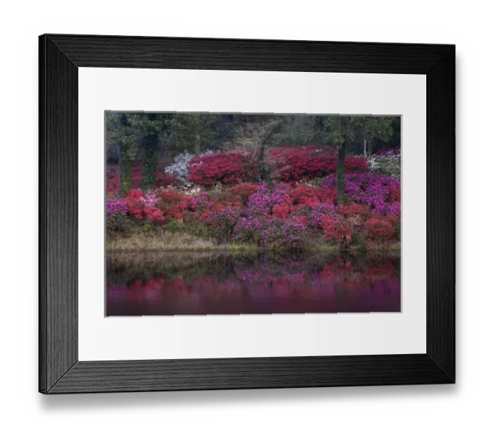 Framed Print : USA, South Carolina. Blooming azaleas on Middleton Plantation. Credit as: Nancy Rotenberg
