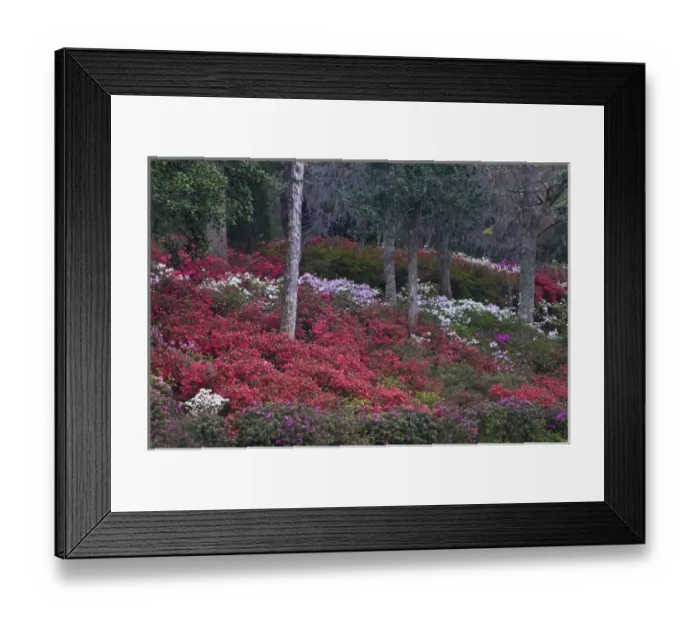 Framed Print : USA, South Carolina. Blooming azaleas on Middleton Plantation. Credit as: Nancy Rotenberg