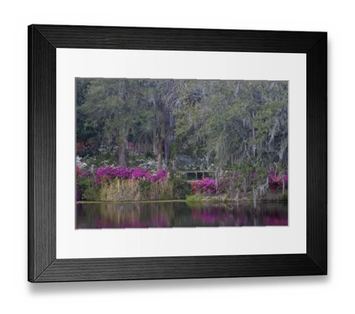 Framed Print : USA, South Carolina. Blooming azaleas on Middleton Plantation. Credit as: Nancy Rotenberg