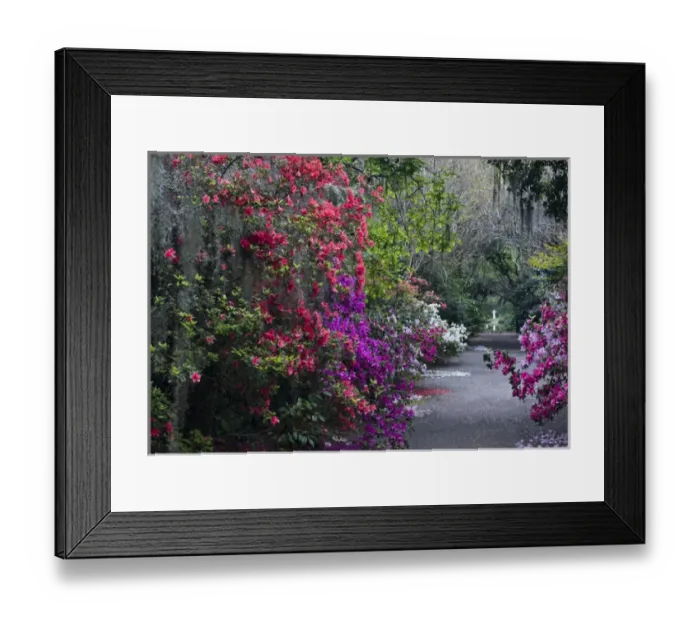 Framed Print : USA, South Carolina. Blooming azaleas and moss in Magnolia Gardens. Credit as: Nancy