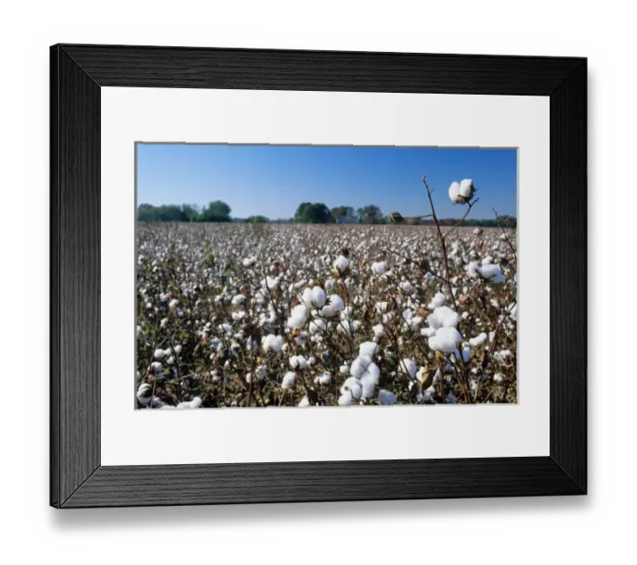 Framed Print : A cotton field in South Carolina. cotton, field, crop, agriculture, farm, soft Framed Print : A cotton field in South Carolina. cotton, field, crop, agriculture, farm, soft