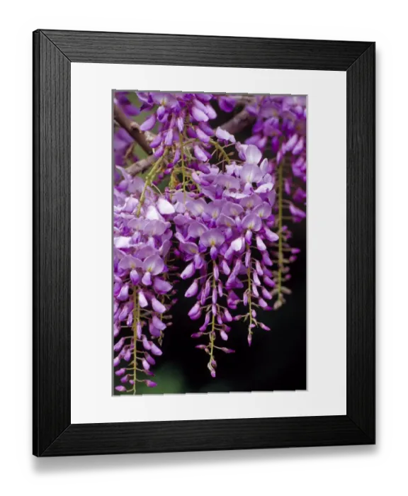 Framed Print : N. A. USA, South Carolina, Charleston. Magnolia Plantation & Gardens. Wisteria Framed Print : N. A. USA, South Carolina, Charleston. Magnolia Plantation & Gardens. Wisteria