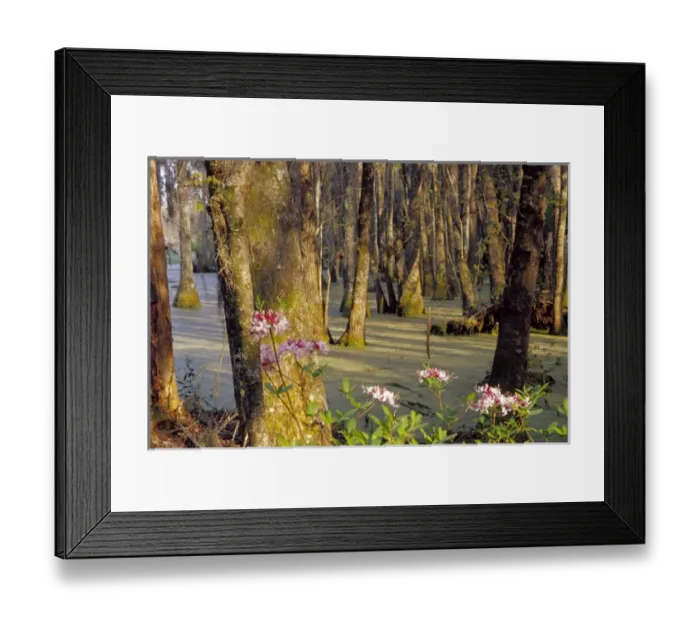 Framed Print : N. A. USA, South Carolina, Charleston. Magnolia Plantation & Gardens. Cypress trees Framed Print : N. A. USA, South Carolina, Charleston. Magnolia Plantation & Gardens. Cypress trees