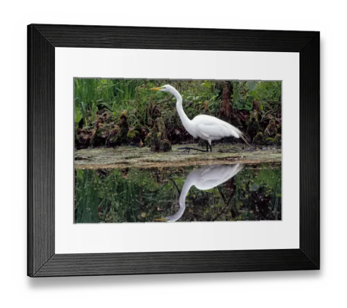 Framed Print : N. A. USA, South Carolina, Charleston. Magnolia Plantation & Gardens. White egret Framed Print : N. A. USA, South Carolina, Charleston. Magnolia Plantation & Gardens. White egret