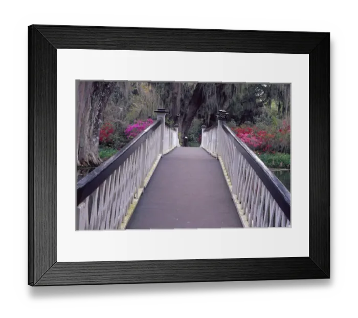 Framed Print : N. A. USA, South Carolina, Charleston. Magnolia Plantation & Gardens. Long White Framed Print : N. A. USA, South Carolina, Charleston. Magnolia Plantation & Gardens. Long White