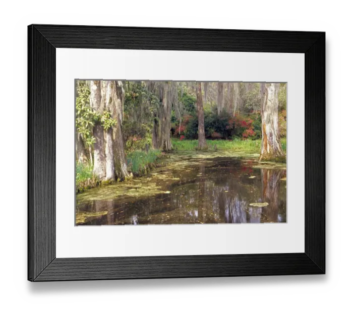 Framed Print : N. A. USA, South Carolina, Charleston. Magnolia Plantation & Gardens. Lake & cypress Framed Print : N. A. USA, South Carolina, Charleston. Magnolia Plantation & Gardens. Lake & cypress