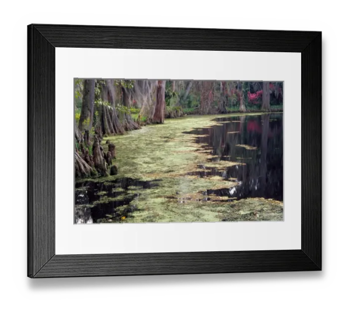 Framed Print : N. A. USA, South Carolina, Charleston. Magnolia Plantation & Gardens. Lake & cypress Framed Print : N. A. USA, South Carolina, Charleston. Magnolia Plantation & Gardens. Lake & cypress