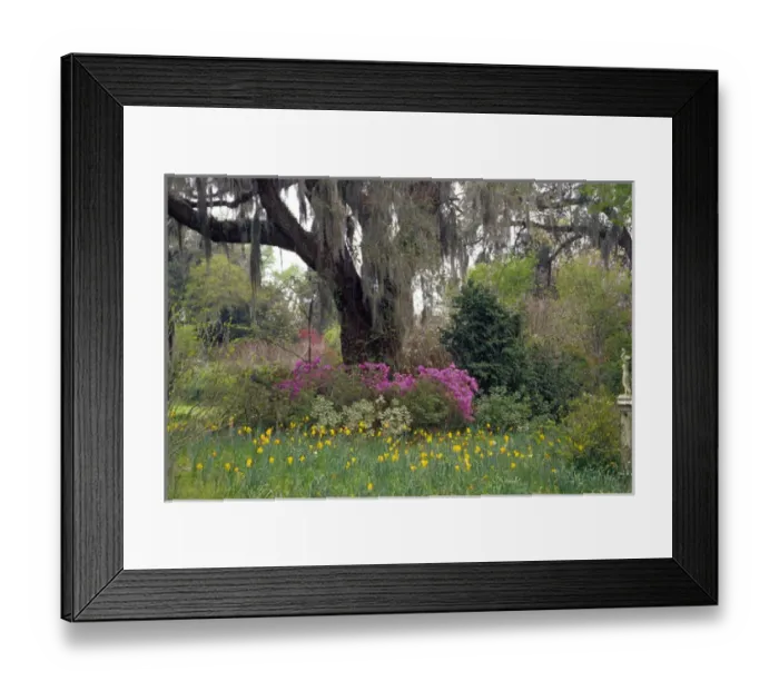 Framed Print : N. A. USA, South Carolina, Charleston. Magnolia Plantation & Gardens. Flowers under Framed Print : N. A. USA, South Carolina, Charleston. Magnolia Plantation & Gardens. Flowers under