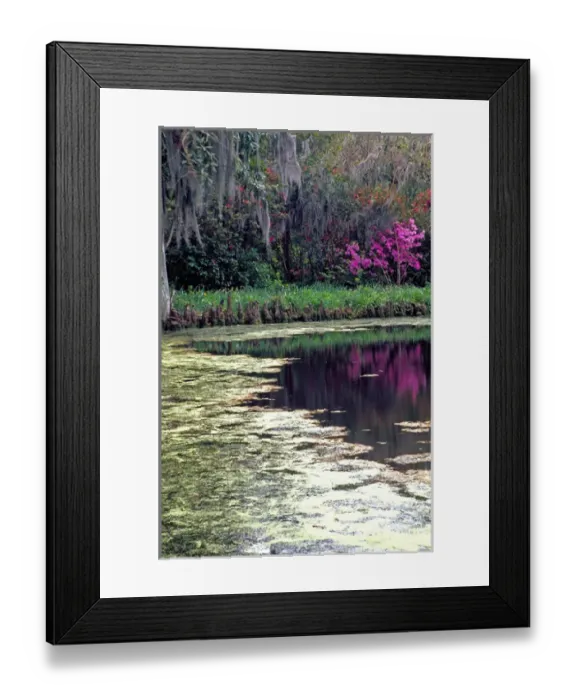 Framed Print : N. A. USA, South Carolina, Charleston. Magnolia Plantation & Gardens. Lake, cypress Framed Print : N. A. USA, South Carolina, Charleston. Magnolia Plantation & Gardens. Lake, cypress