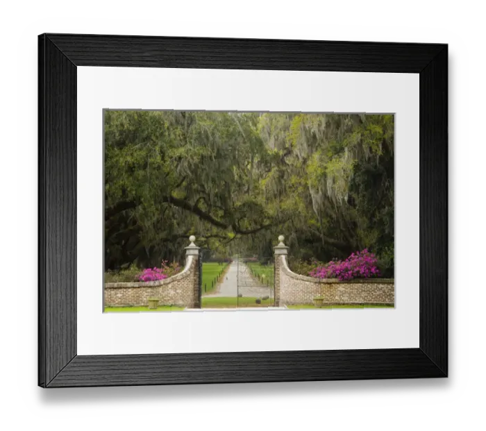 Framed Print : North America, USA, South Carolina, Mt. Pleasant. Driveway to Plantation House Lined Framed Print : North America, USA, South Carolina, Mt. Pleasant. Driveway to Plantation House Lined