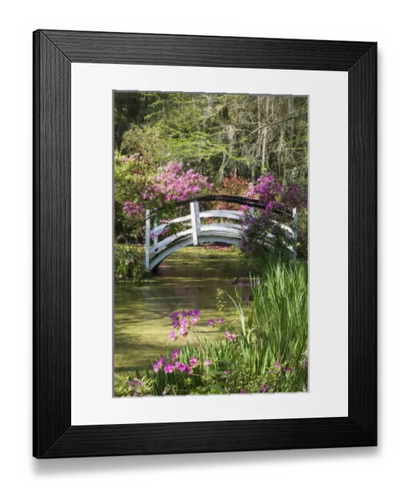 Framed Print : North America, USA, South Carolina, Charleston. Cypress Trees, azaleas and bridge