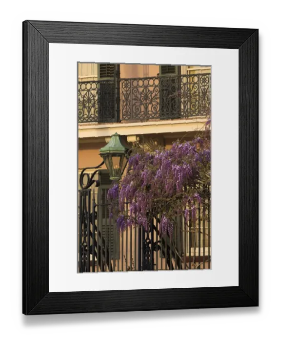Framed Print : USA, North America, South Carloina; Charleston. Westeria growing on the fence of Framed Print : USA, North America, South Carloina; Charleston. Westeria growing on the fence of
