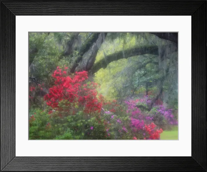 Framed Print : North America, USA, South Carolina; Charleston; Spring azaleas at Magnolia Plantation