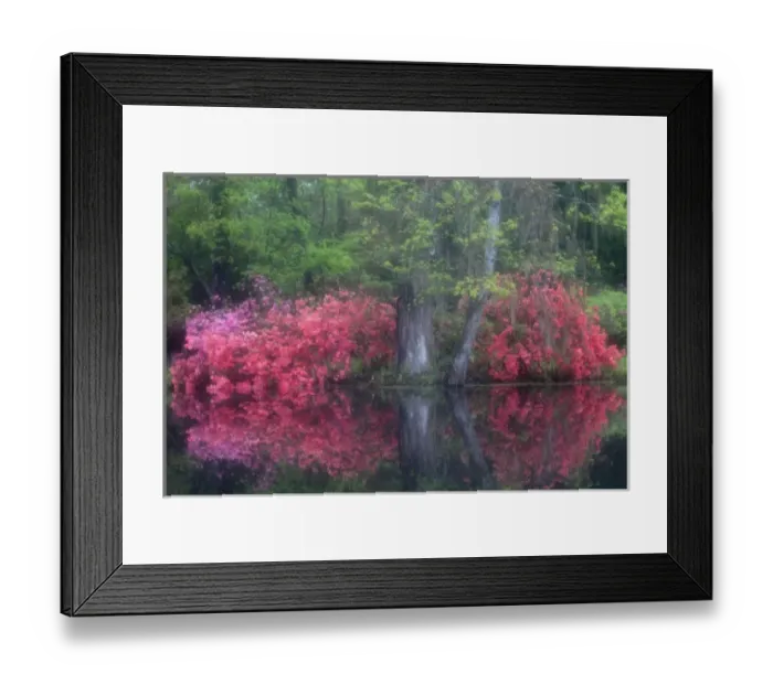 Framed Print : North America, USA, South Carolina; Charleston; Azaleas in bloom at Magnolia Plantation Framed Print : North America, USA, South Carolina; Charleston; Azaleas in bloom at Magnolia Plantation