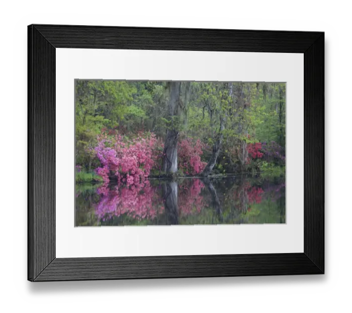 Framed Print : North America, USA, South Carolina; Charleston; Azaleas in bloom at Magnolia Plantation