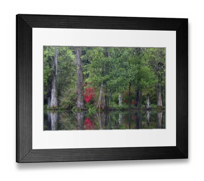 Framed Print : North America, USA, South Carolina; Charleston; Spring at Magnolia Plantation Framed Print : North America, USA, South Carolina; Charleston; Spring at Magnolia Plantation