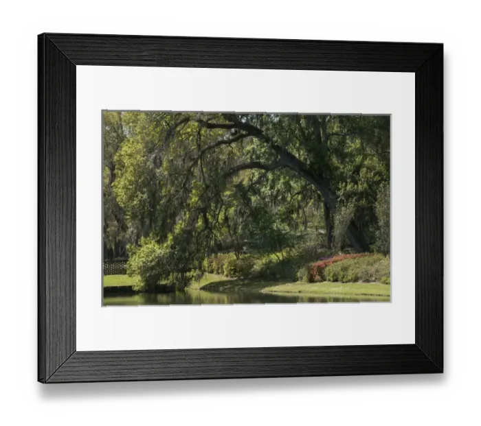 Framed Print : Charleston, South Carolina, USA. A large tree stretches over a reflecting pond Framed Print : Charleston, South Carolina, USA. A large tree stretches over a reflecting pond