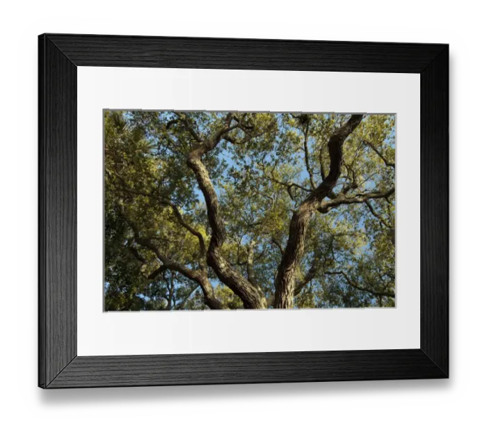 Framed Print : Charleston, South Carolina, USA. Tree branches stretch out against the cloudless Framed Print : Charleston, South Carolina, USA. Tree branches stretch out against the cloudless