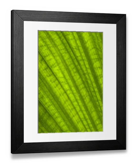 Framed Print : Charleston, South Carolina, USA. A closeup of patterns and veins in a large palm leaf Framed Print : Charleston, South Carolina, USA. A closeup of patterns and veins in a large palm leaf