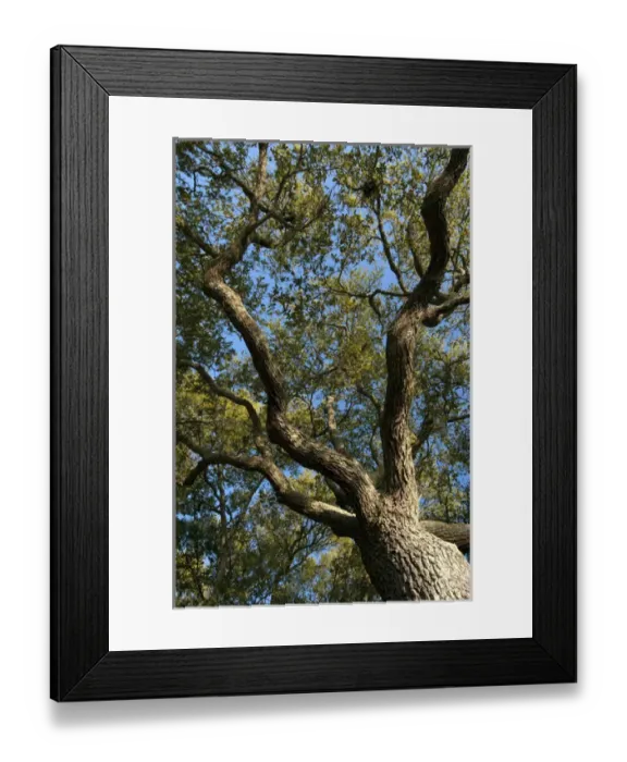 Framed Print : Charleston, South Carolina, USA. Tree branches stretch out against the cloudless