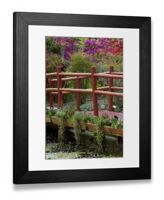 Framed Print : Charleston, South Carolina, USA. Azaleas in bloom ialong a bridge n the spring Framed Print : Charleston, South Carolina, USA. Azaleas in bloom ialong a bridge n the spring