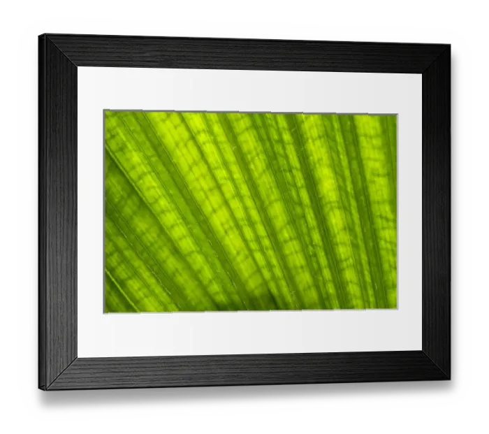 Framed Print : Charleston, South Carolina, USA. A closeup of patterns and veins in a large palm leaf Framed Print : Charleston, South Carolina, USA. A closeup of patterns and veins in a large palm leaf