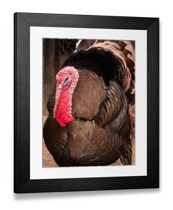Framed Print : CHARLESTON, SOUTH CAROLINA. USA. Male turkey on grounds at Magnolia Plantation