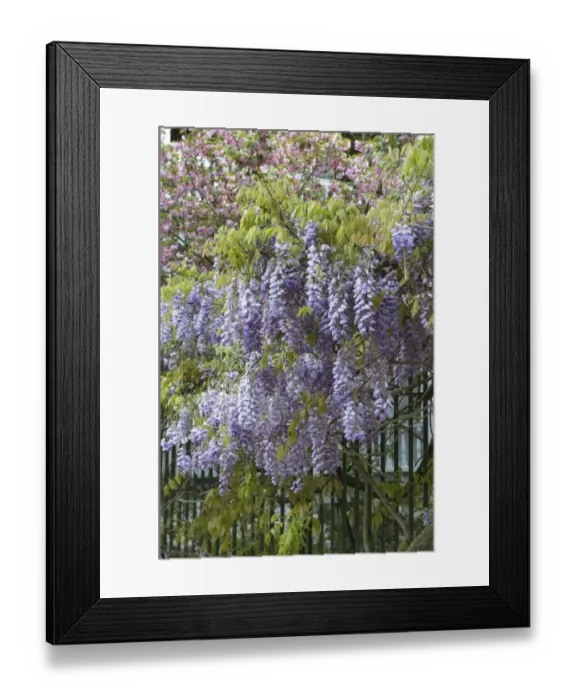 Framed Print : Charleston, South Carolina, USA. American Wisteria growing along a fence in downtown Framed Print : Charleston, South Carolina, USA. American Wisteria growing along a fence in downtown
