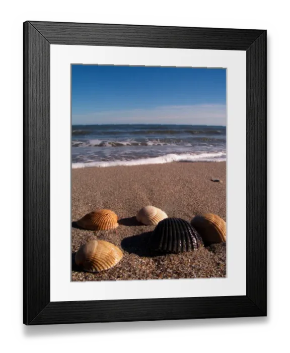 Framed Print : EDISTO BEACH STATE PARK, SOUTH CAROLINA. USA. Shells collected on Edisto Beach. Atlantic Framed Print : EDISTO BEACH STATE PARK, SOUTH CAROLINA. USA. Shells collected on Edisto Beach. Atlantic