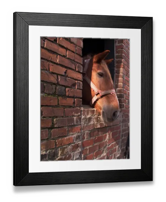 Framed Print : CHARLESTON, SOUTH CAROLINA. USA. One of Charlestons many carriage-pulling horses Framed Print : CHARLESTON, SOUTH CAROLINA. USA. One of Charlestons many carriage-pulling horses