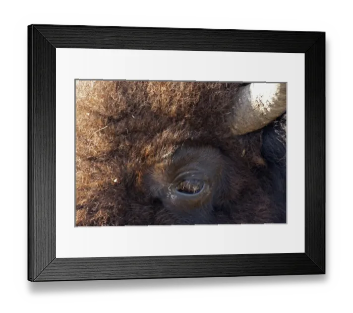 Framed Print : USA, South Dakota, Custer State Park. Close-up of a bisons eye. Credit as: Cathy