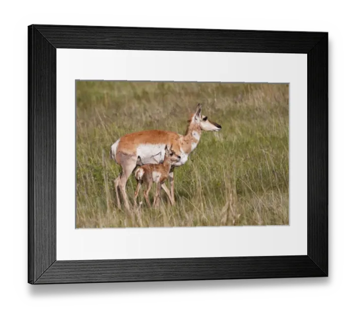 Framed Print : Pronghorn (Antilocapra americana) female with young, Custer State Park, South Dakota Framed Print : Pronghorn (Antilocapra americana) female with young, Custer State Park, South Dakota