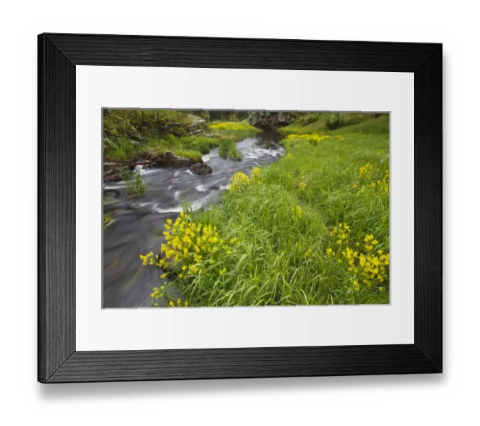 Framed Print : Stream and wildflowers in Custer State Park, South Dakota
