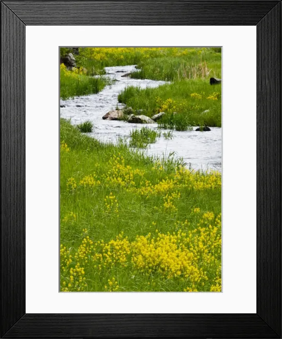 Framed Print : Stream and wildflowers in Custer State Park, South Dakota Framed Print : Stream and wildflowers in Custer State Park, South Dakota