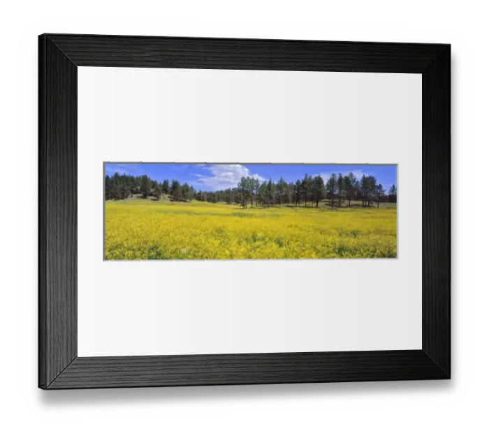 Framed Print : USA, South Dakota, Black Hills. Spring yellows and greens carpet the Black Hills Framed Print : USA, South Dakota, Black Hills. Spring yellows and greens carpet the Black Hills