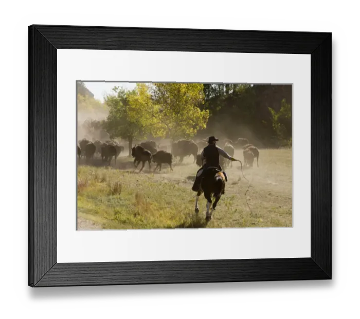 Framed Print : Cowboy pushing herd at Bison Roundup, Custer State Park, Black Hills, South Dakota, USA