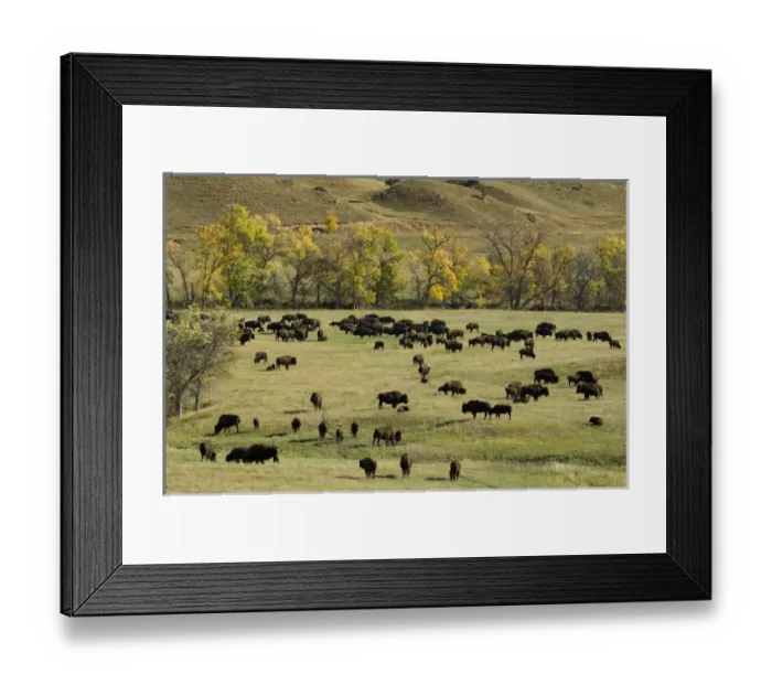 Framed Print : Bison Roundup, Custer State Park, Black Hills, South Dakota, USA Framed Print : Bison Roundup, Custer State Park, Black Hills, South Dakota, USA