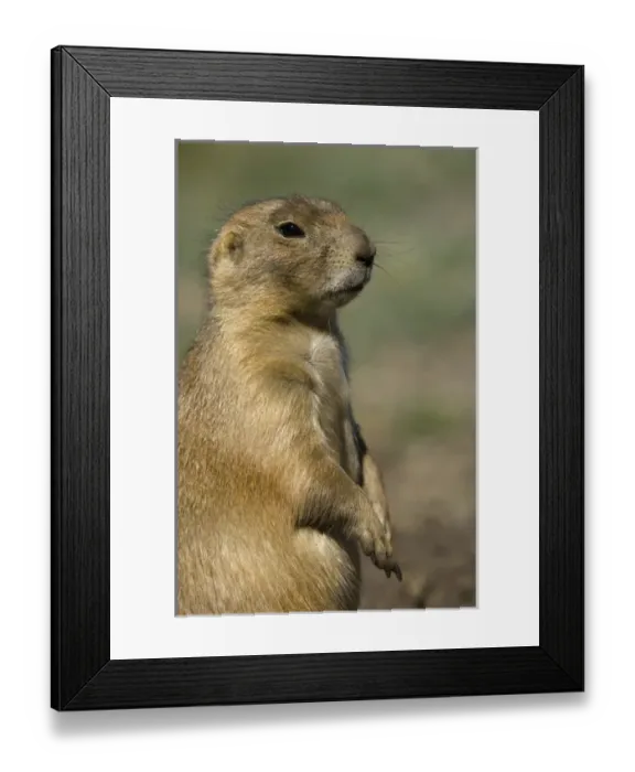Framed Print : Prairie Dog, Custer State Park, Black Hills, South Dakota, USA Framed Print : Prairie Dog, Custer State Park, Black Hills, South Dakota, USA