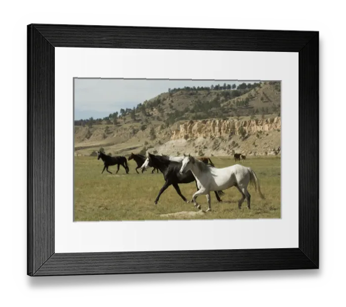Framed Print : Black Hills Wild Horse Sanctuary, Hot Springs, South Dakota, USA
