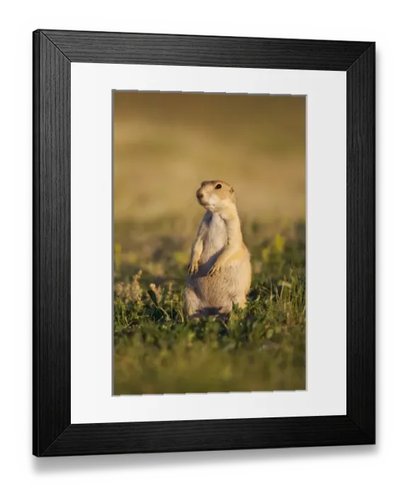 Framed Print : Wind Cave National Park, South Dakota. USA. Black-tailed prairie dog (Cynomys ludovicianus) Framed Print : Wind Cave National Park, South Dakota. USA. Black-tailed prairie dog (Cynomys ludovicianus)