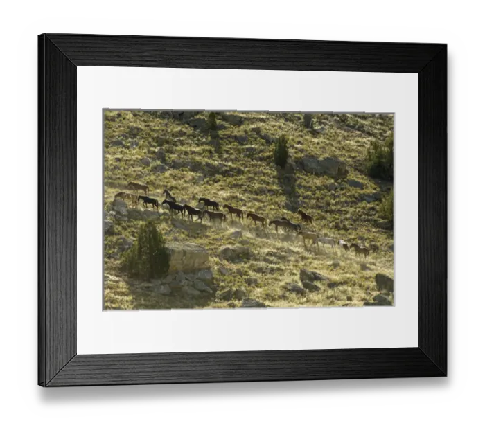Framed Print : Black Hills Wild Horse Sanctuary, Hot Springs, South Dakota, USA Framed Print : Black Hills Wild Horse Sanctuary, Hot Springs, South Dakota, USA