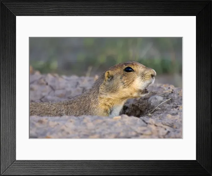 Framed Print : Wind Cave National Park, South Dakota. USA. Black-tailed prairie dog (Cynomys ludovicianus) Framed Print : Wind Cave National Park, South Dakota. USA. Black-tailed prairie dog (Cynomys ludovicianus)