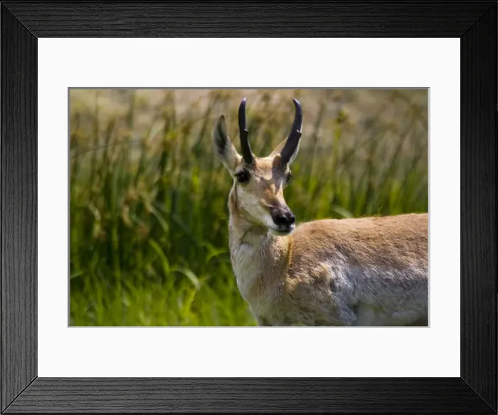 Framed Print : Custer State Park, South Dakota. USA. Male American pronghorn (Antilocapra americana)