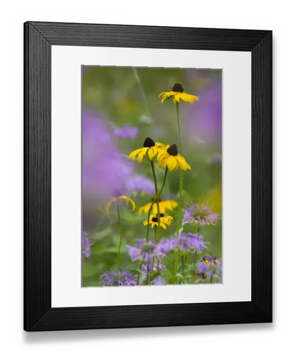 Framed Print : South Dakota. USA. Black-eyed susan (Rudbeckia hirta) & wild bergamot (Monarda fistulosa) in bloom Framed Print : South Dakota. USA. Black-eyed susan (Rudbeckia hirta) & wild bergamot (Monarda fistulosa) in bloom