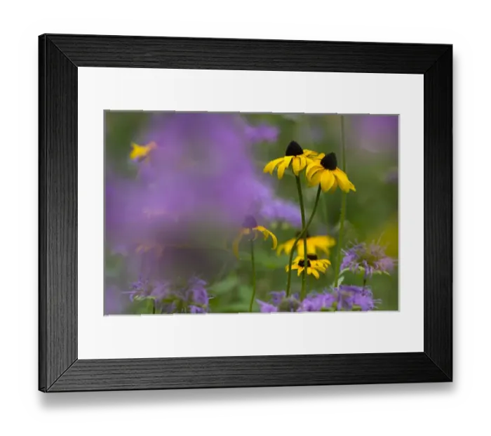 Framed Print : South Dakota. USA. Black-eyed susan (Rudbeckia hirta) & wild bergamot (Monarda fistulosa) in bloom Framed Print : South Dakota. USA. Black-eyed susan (Rudbeckia hirta) & wild bergamot (Monarda fistulosa) in bloom