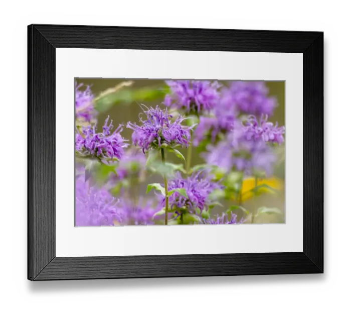 Framed Print : South Dakota. USA. Wild bergamot (Monarda fistulosa) in bloom. Black Hills. Black