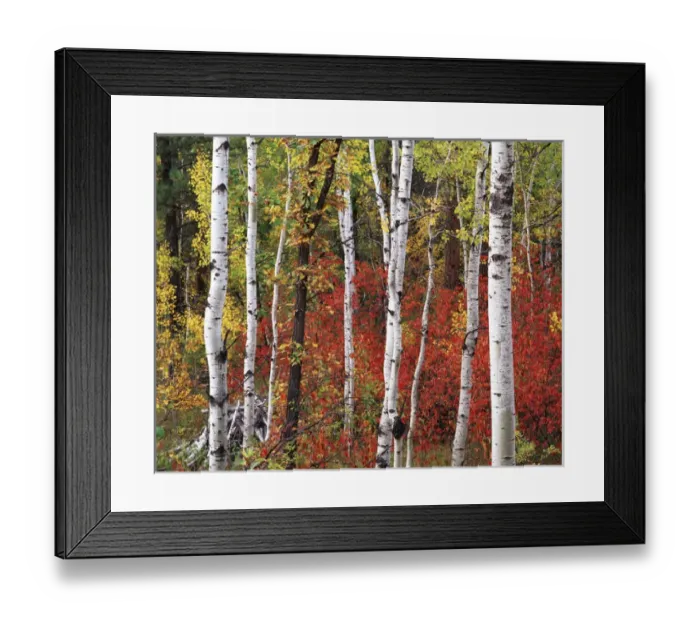 Framed Print : USA, South Dakota, Black Hill Area, Custer State Park, Trees in autumn Framed Print : USA, South Dakota, Black Hill Area, Custer State Park, Trees in autumn