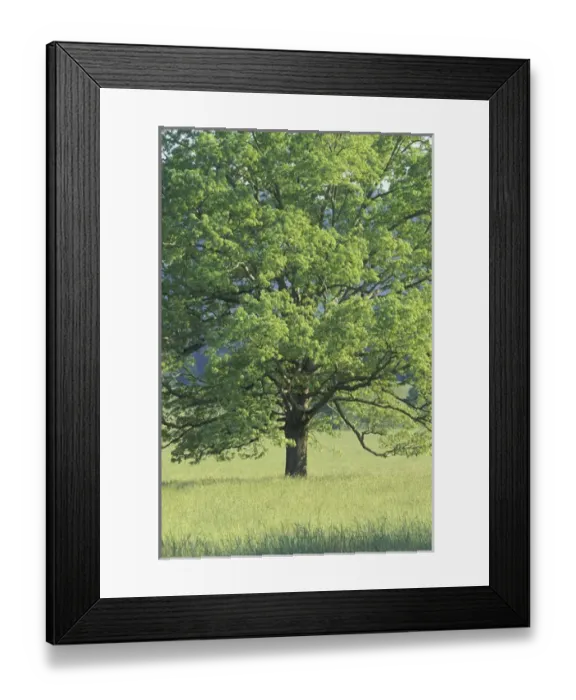 Framed Print : NA, USA, Tennessee, Great Smoky Mountains NP Bur Oak (Quercus macrocarpa) in grassy