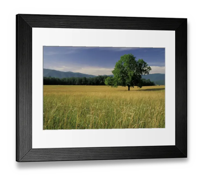 Framed Print : NA, USA, Tennessee, Great Smoky Mountains NP Single tree in grassy field, Cades Cove